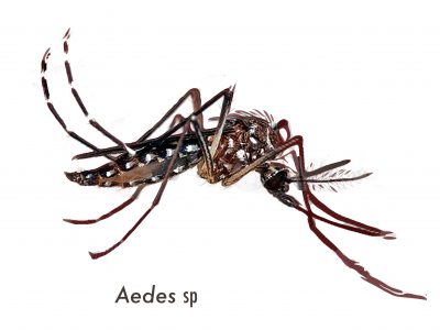 DENGUE: Una infección vírica transmitida por la picadura de mosquitos infectados (Aedes aegypti o Aedes albopictus).