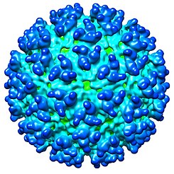 RINONEUMONITIS EQUINA – VIRUS DEL HERPES EQUINO (EHV): Un virus fácilmente transmisible.